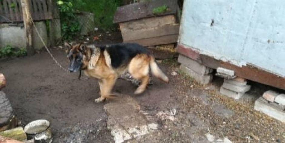 Owczarek do adopcji