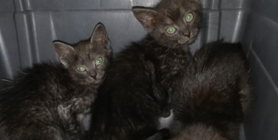 Miot kociąt do adopcji