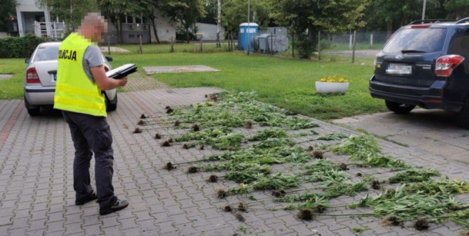 Plantacja konopi  w gminie Dębe Wielkie