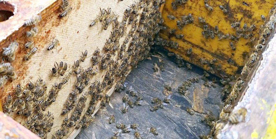Wytruto 80 rodzin pszczelich. Zginęło ponad milion owadów! 