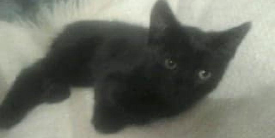 Filipek do adopcji