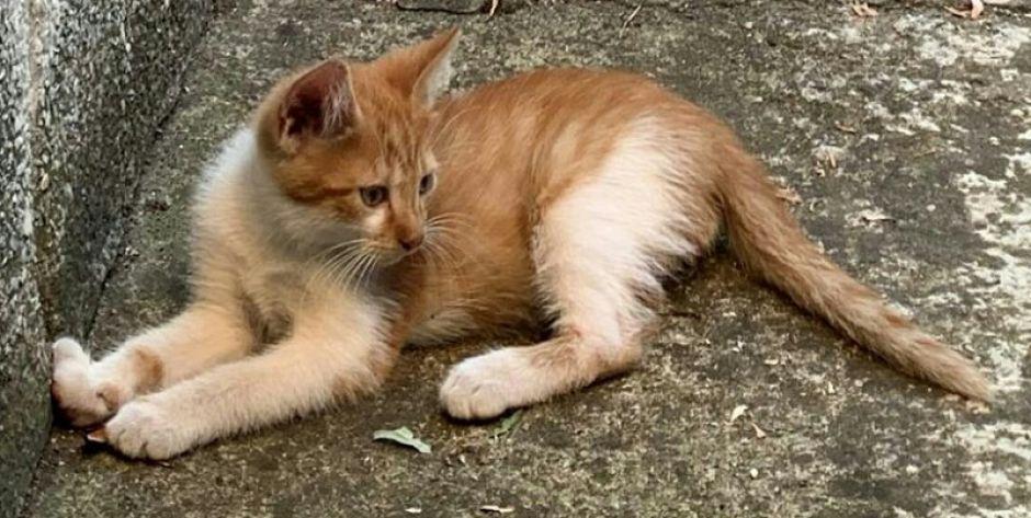 „Tygrysek” do adopcji