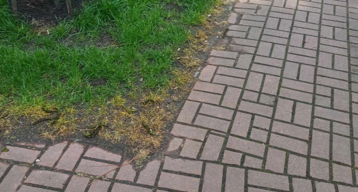 Kto opryskał trawniki przy Mieszka w Siedlcach?