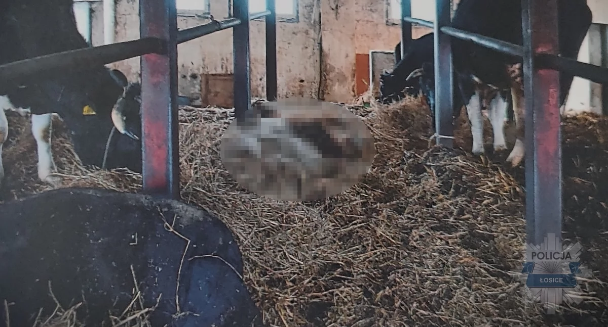 Drastyczne przypadki znęcania się nad bydłem w gminie Stara Kornica 