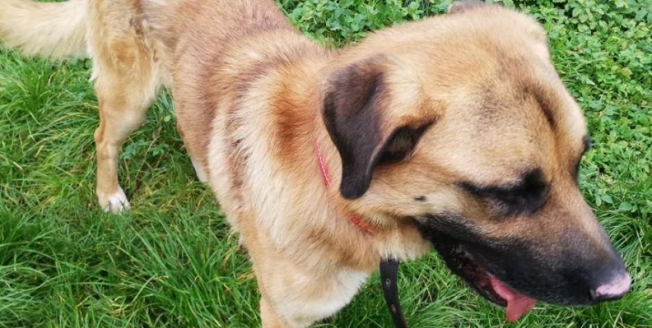 Piesek w typie mastiffa do adopcji