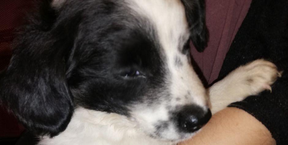 Szczeniak do adopcji