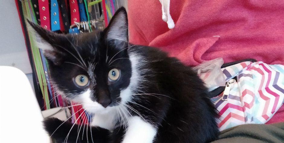 Kotek do adopcji