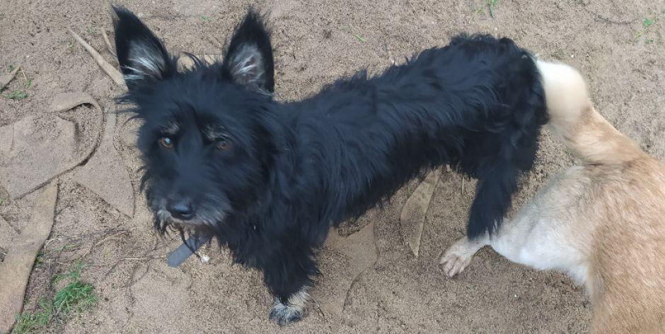 Piesek w typie teriera do adopcji