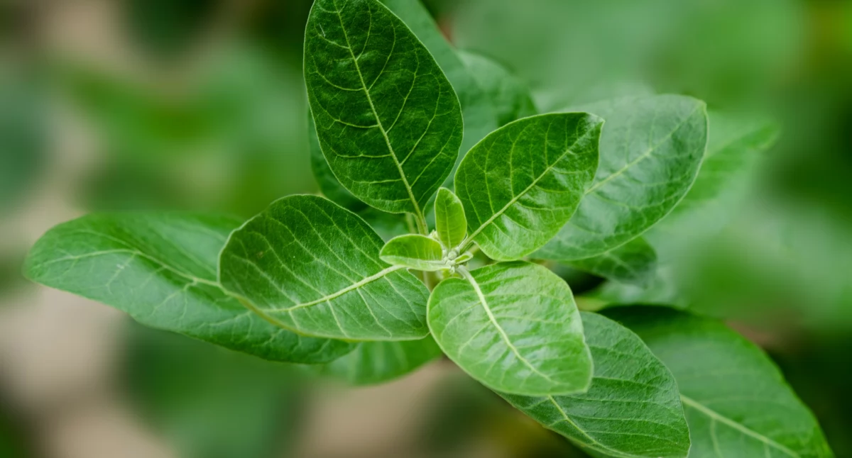 Ashwagandha: adaptogen, który pomaga radzić sobie ze stresem