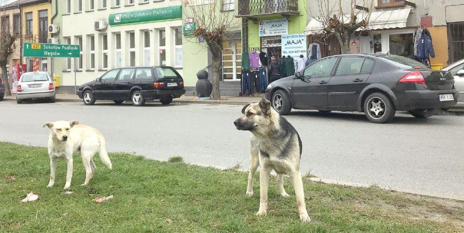 Kto na kim psy wiesza?