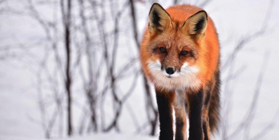 Wścieklizna u lisa potwierdzona tuz przy granicy powiatu mińskiego!