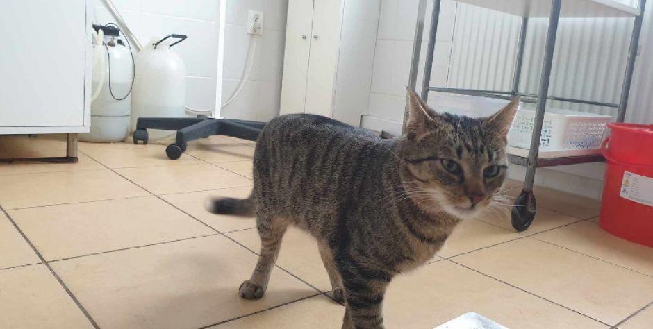 Tygrysek do adopcji