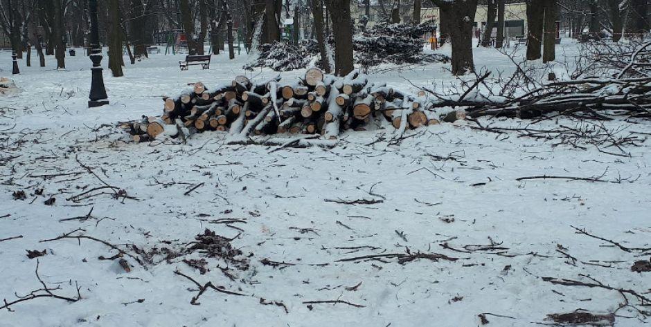 Wycinka drzew w siedleckim parku