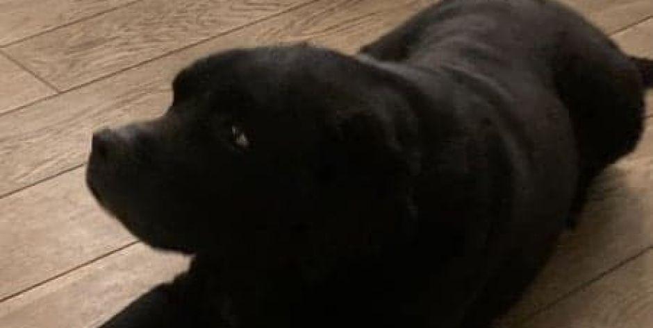 Pomóżcie odnaleźć Lucky