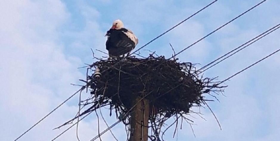 Pojawiły się pierwsze bociany!