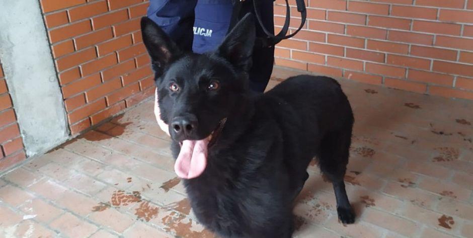 Sid - nowy funkcjonariusz mińskiej policji