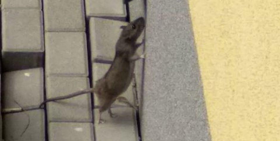 Czy w Siedlcach jest plaga szczurów? 
