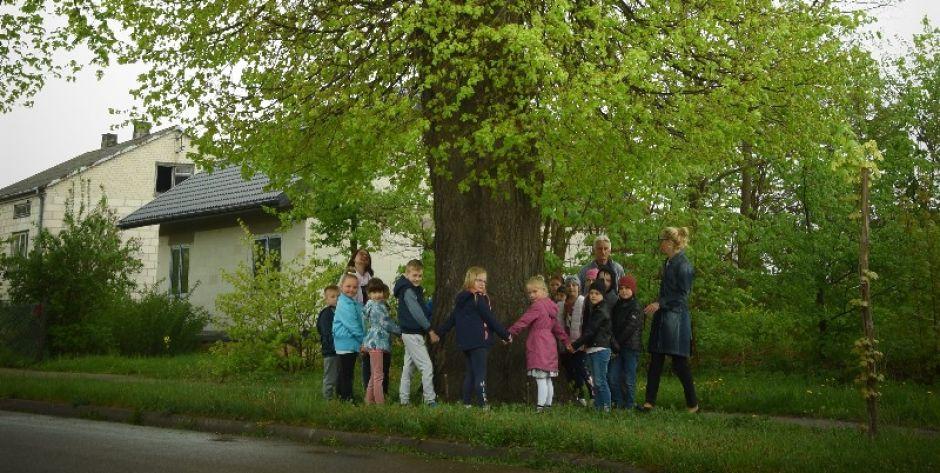 Lipa Ocalona kandydatką w konkursie Drzewo Roku 