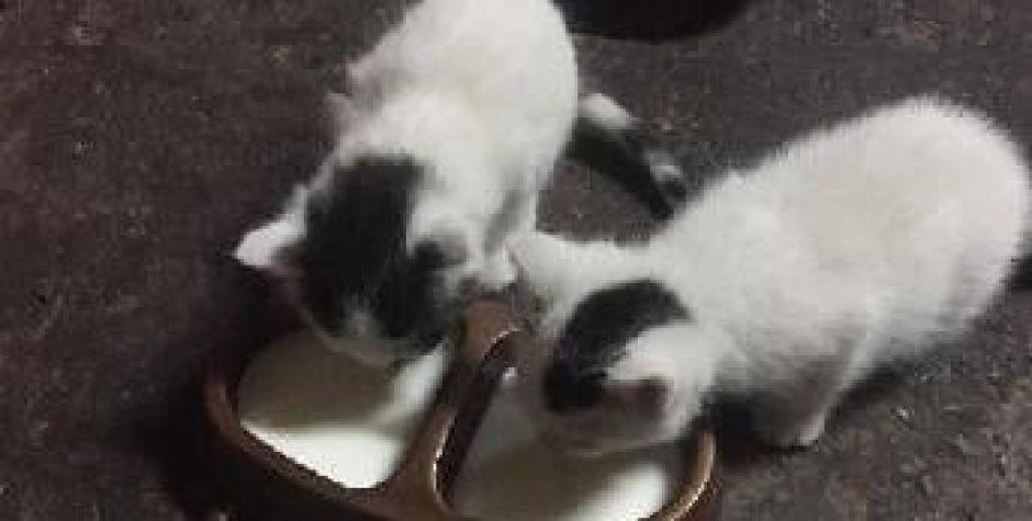 Słodziaki do adopcji - odbiór w Stoku Lackim!
