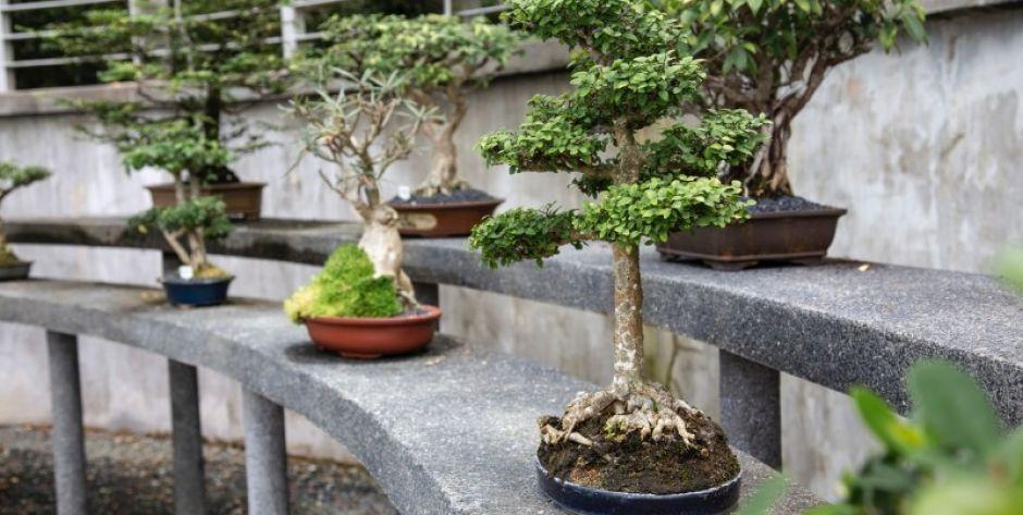 Jak dbać o drzewka bonsai?