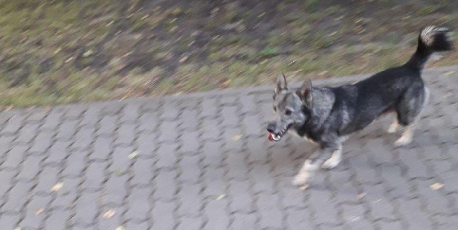 Bezpański pies na osiedlu Daszyńskiego