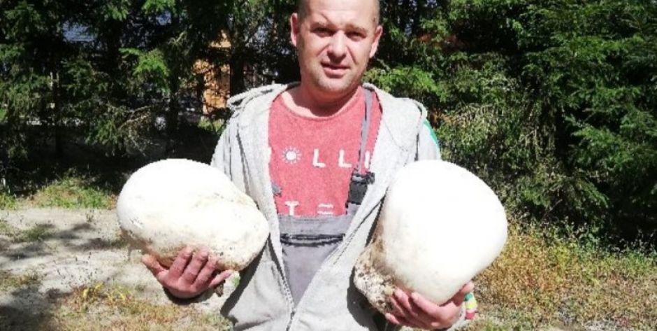 Najprawdopodobniej największe purchawki w Polsce