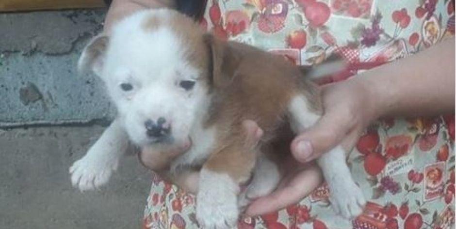 Młody szczeniak szuka nowego domu (adopcja zakończona sukcesem!)