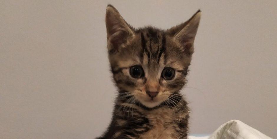 Kociaki do adopcji. Znajdziesz dla nich miejsce w swoim domu i sercu?