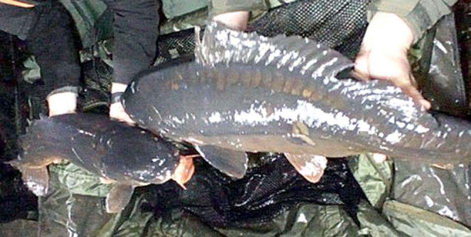 Do siedleckiego zalewu trafiły nawet 10-kilogramowe karpie!