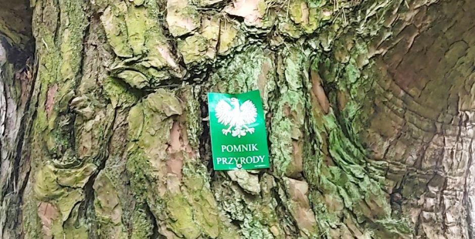 Zabuże: podczas remontu drogi wycięto wycięto dwa drzewa - pomniki przyrody.