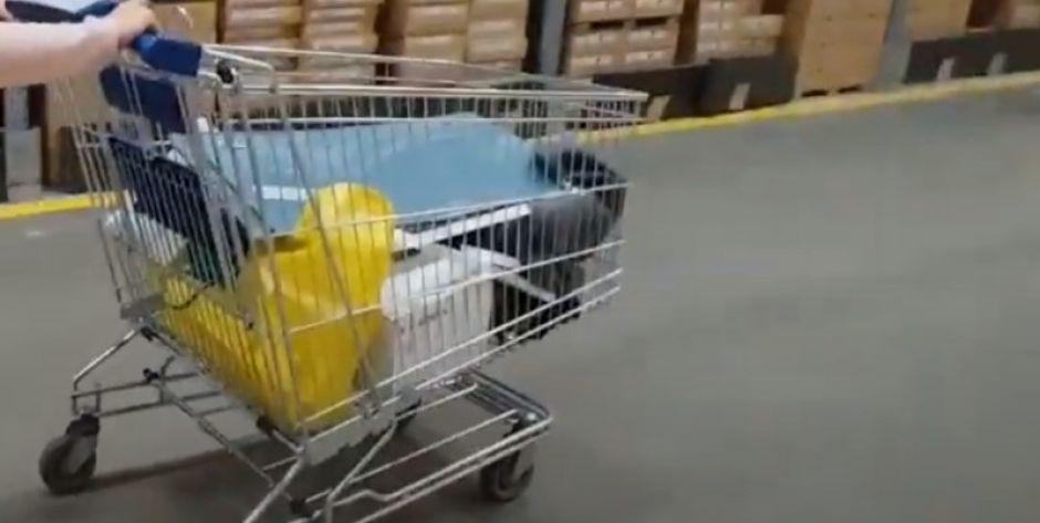 Kradł wózki i koszyki sklepowe