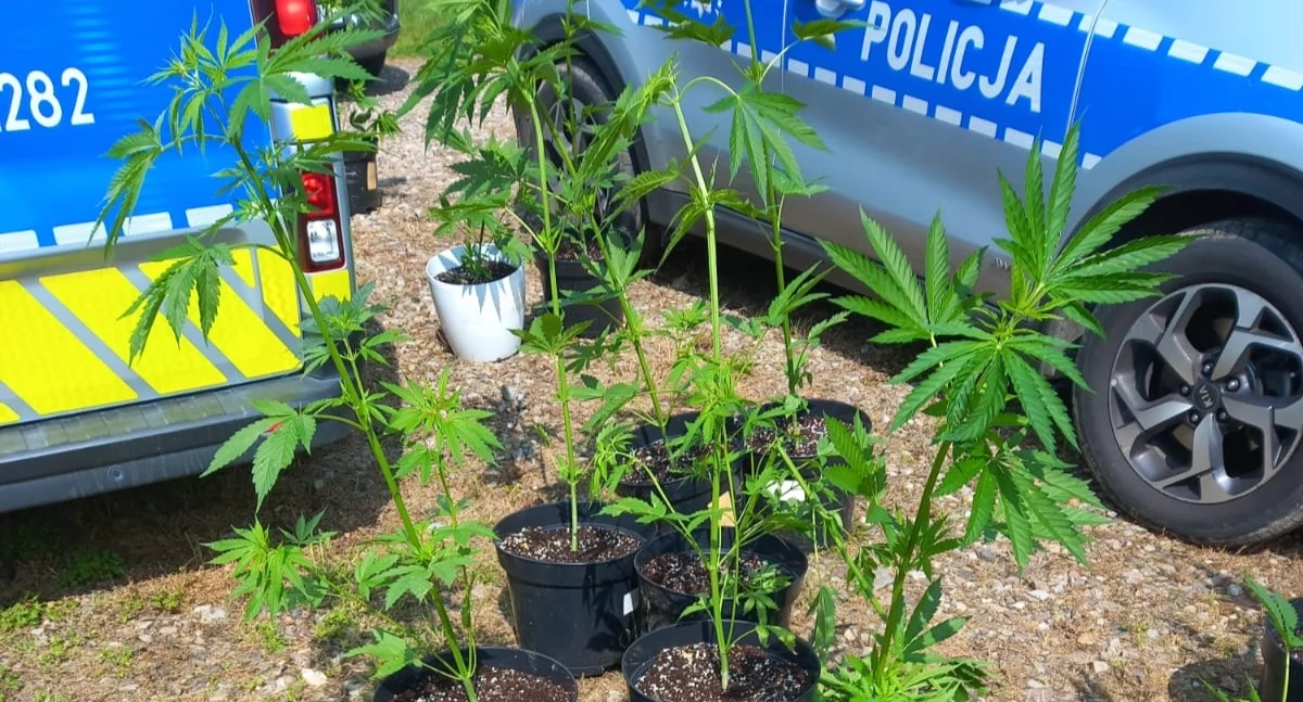 Policjanci zlikwidowali plantację konopi i zabezpieczyli ponad 1,5 kg marihuany. 29-latek trafił do aresztu