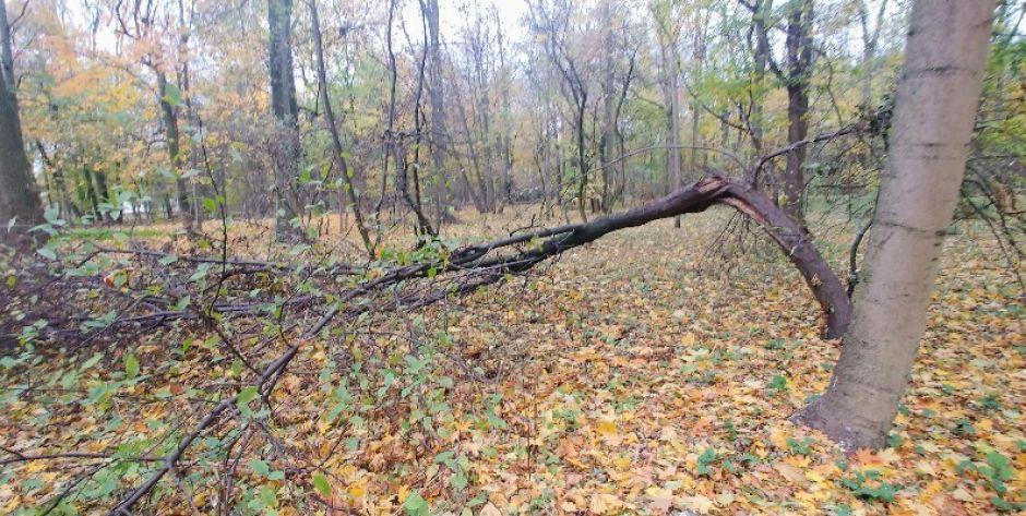 W Mińsku Mazowieckim zamykają park miejski