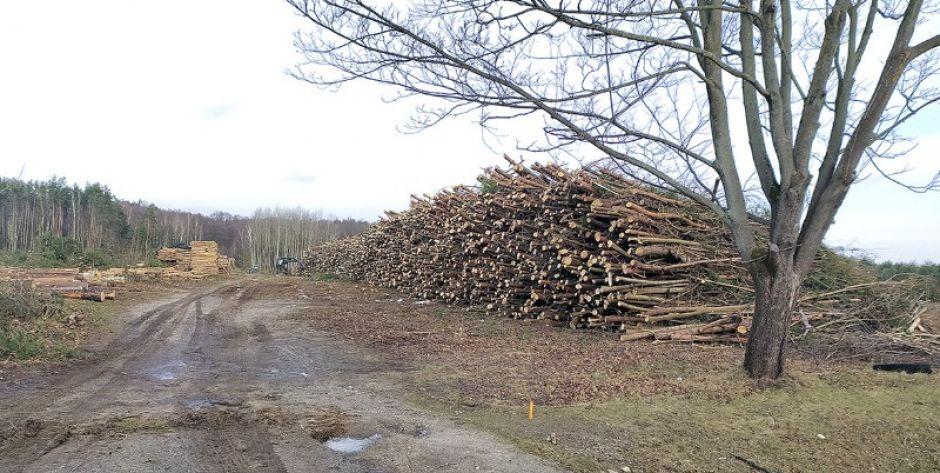 W okolicach „pijanej górki” trwa wycinka drzew. Dlaczego?