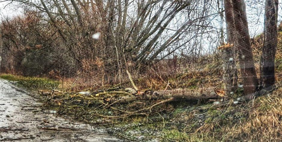 Połamane drzewa, uszkodzone dachy w Siedlcach i powiecie siedleckim (obejrzyj filmik) -AKTUALIZACJA