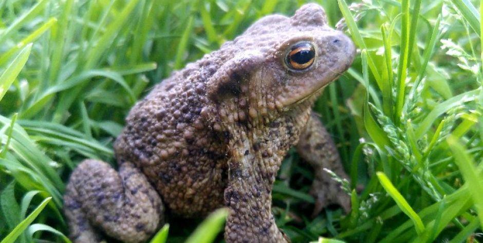 Przeprowadzają żaby na drugą stronę drogi