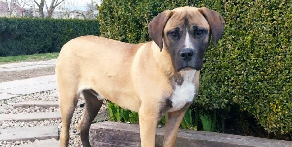  Laki-pies do adopcji