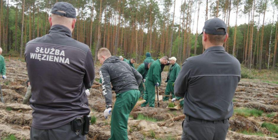 Współpraca Zakładu Karnego z Nadleśnictwem Siedlce - sadzą las