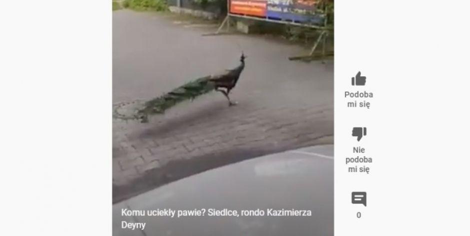 Pawie w centrum Siedlec! Komu uciekły?