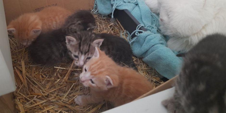 5 kocurków do pokochania. Ich matka zginęła pod kołami samochodu