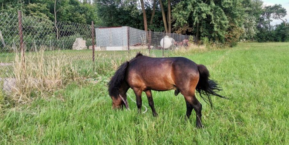 Zbłąkany kucyk w Kotuniu. Interweniowali strażacy