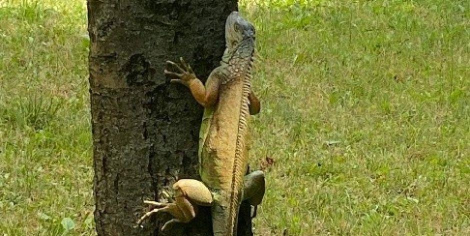 Na wolności występuje w lasach tropikalnych Ameryki Środkowej i Południowej. Jedna chodziła po drzewie w Siedlcach... Iguana na Sobieskiego