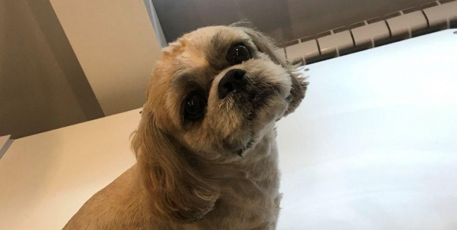 W Siedlcach znaleziono pieska shih tzu - czyja zguba?