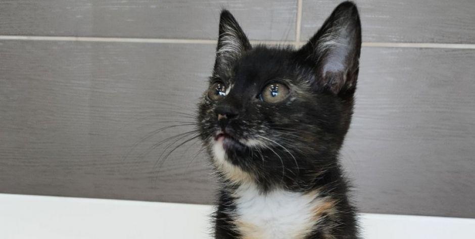 Śliczna, około 4-miesięczna kotka do adopcji