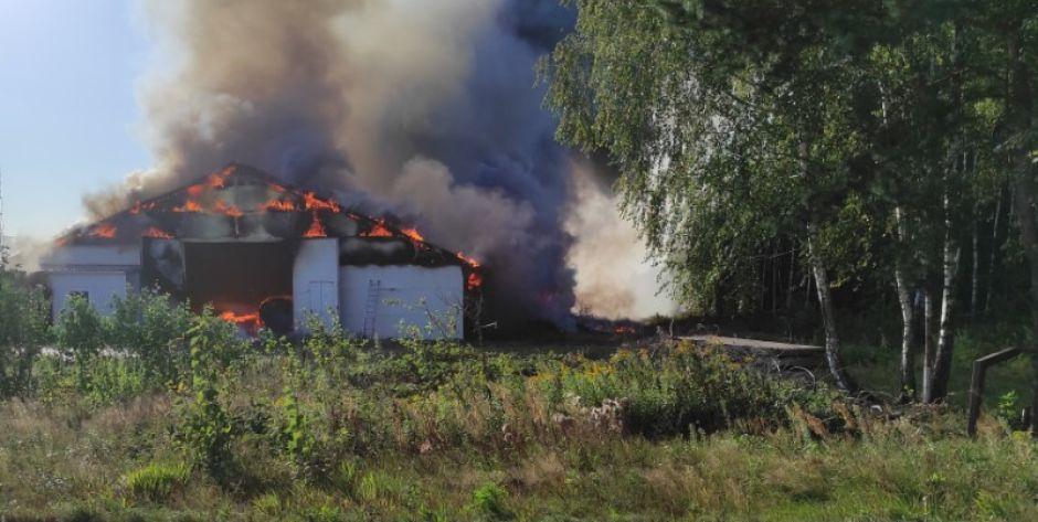 Pali się kurnik