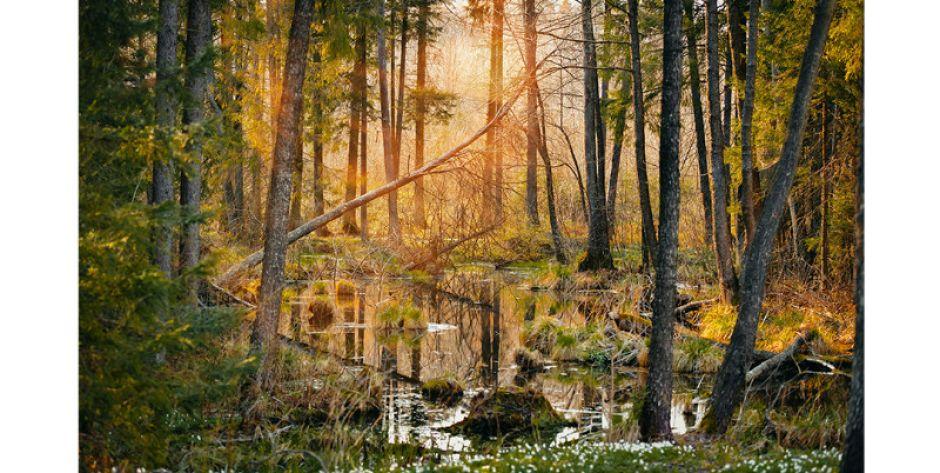Już dzisiaj wernisaż wystawy fotograficznej Puszcza Knyszyńska