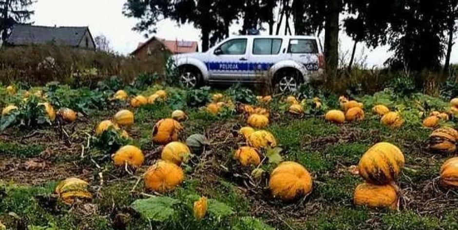 Siedlczanie kradli z pola dynie, bo... zachciało się im zupy