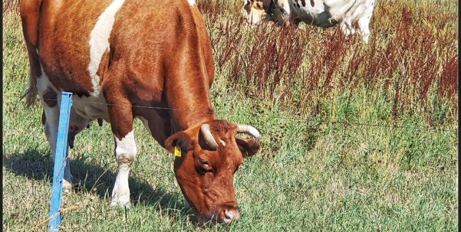Grodzisk: Krowa wpadła pod pociąg