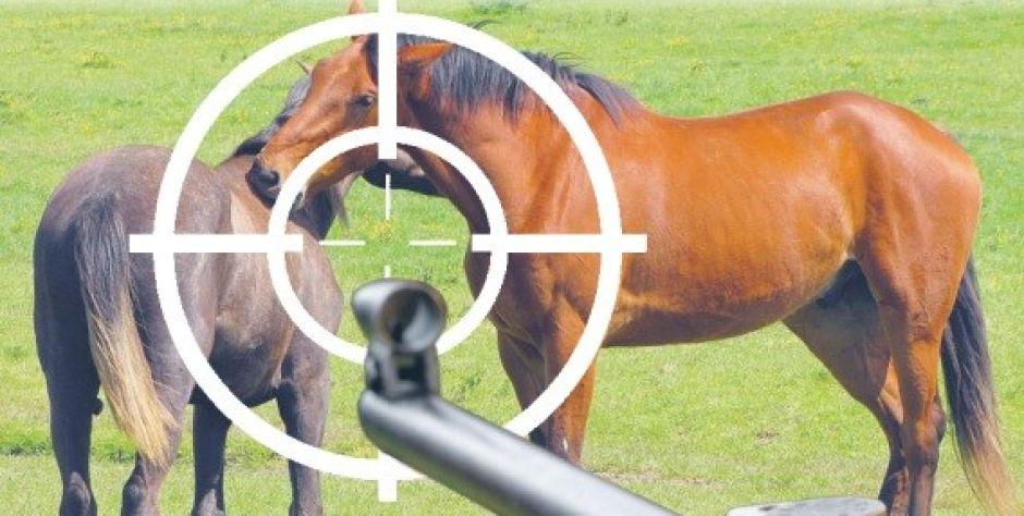 Czy myśliwi  zastrzelili konie w jednej z wsi na terenie gminy Mokobody? 