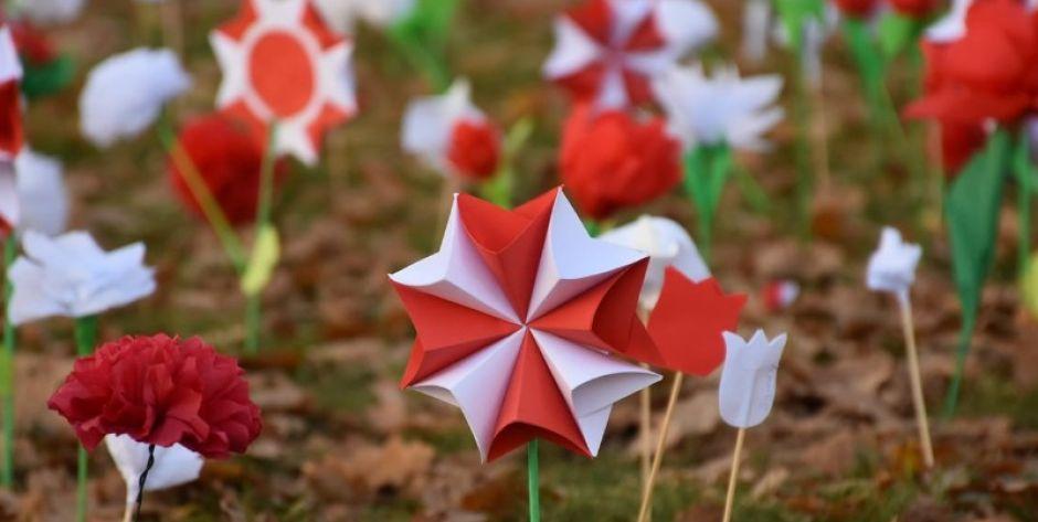 Weź udział w happeningu i stwórz patriotyczny ogród przy MBP w Siedlcach